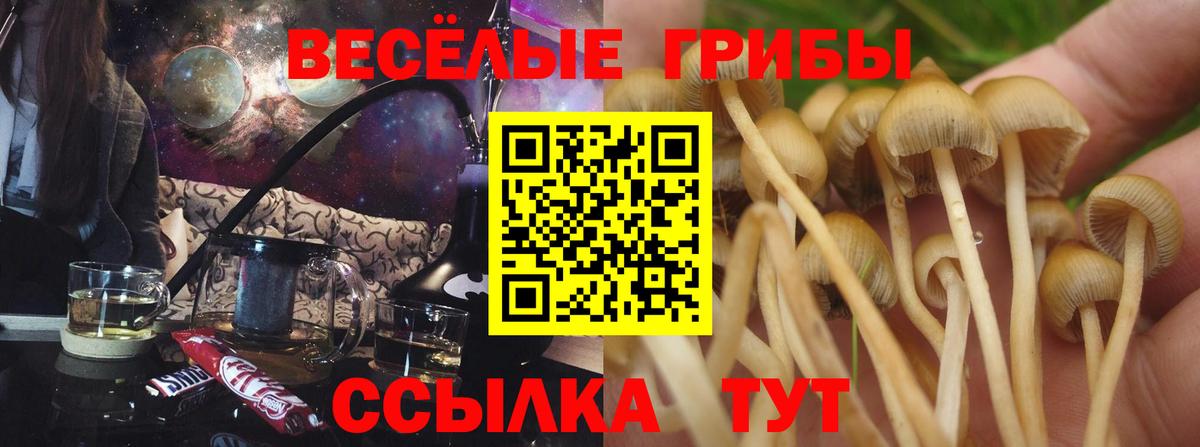 купить наркотики цена  Вход с VPN  Магадан  Псилоцибиновые грибы Psilocybe 